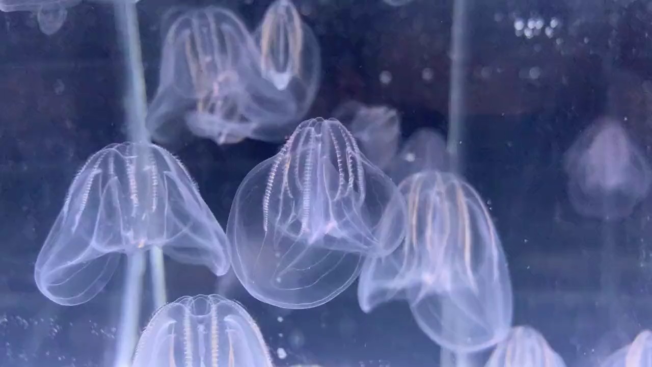 Ctenophores — comb jellies, a key outgroup study organism