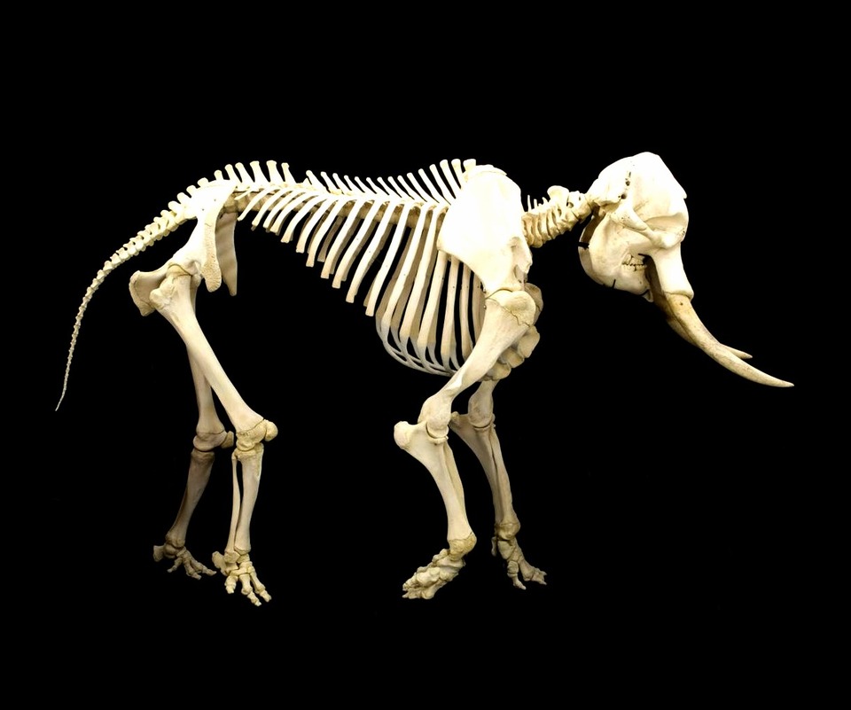Elephant skeleton — Vertebrate Genomics research theme