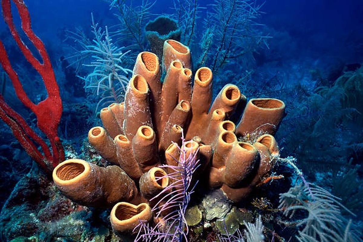 Tube sponge — Porifera, a key study organism