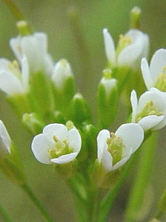 Arabidopsis thaliana