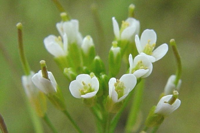 Arabidopsis thaliana
