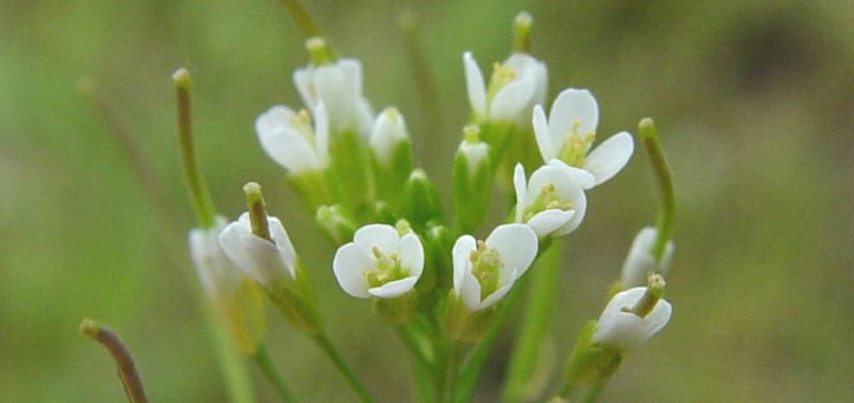Arabidopsis thaliana
