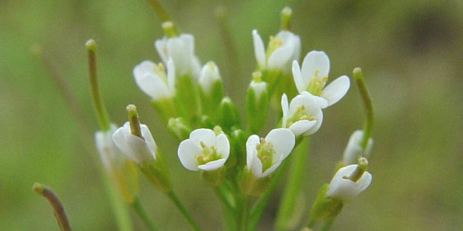 Arabidopsis thaliana