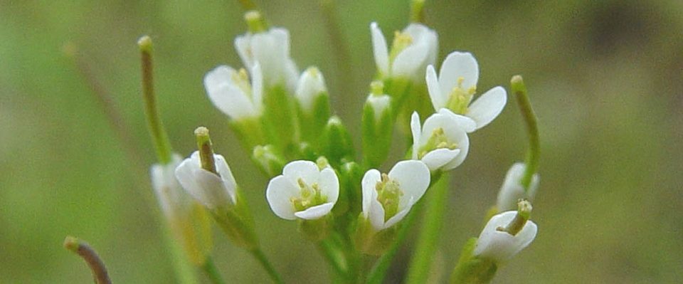 Arabidopsis thaliana