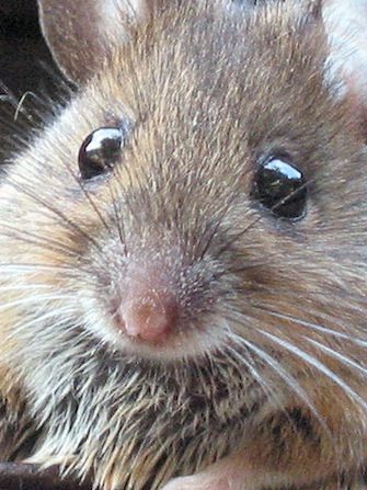 MouseImprinted
