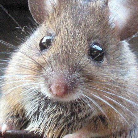 MouseImprinted
