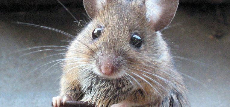 MouseImprinted