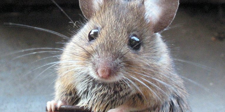 MouseImprinted