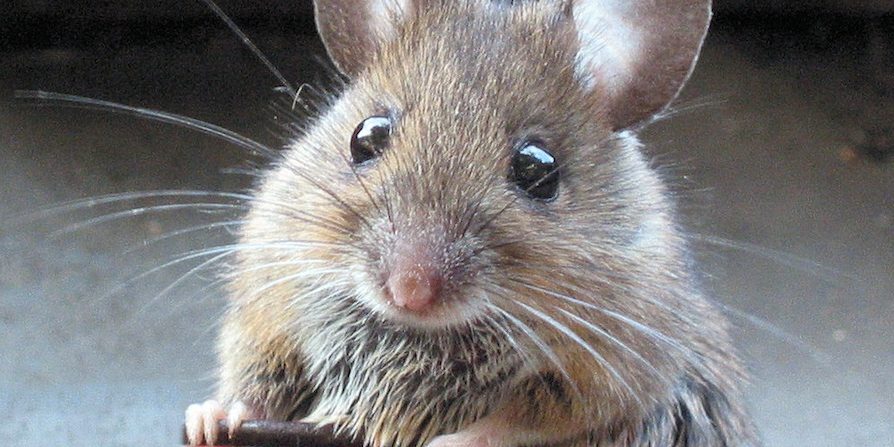 MouseImprinted