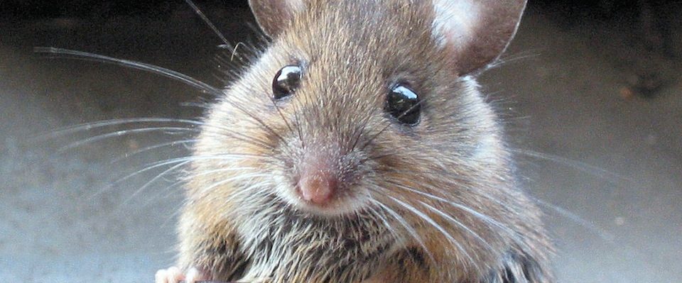 MouseImprinted