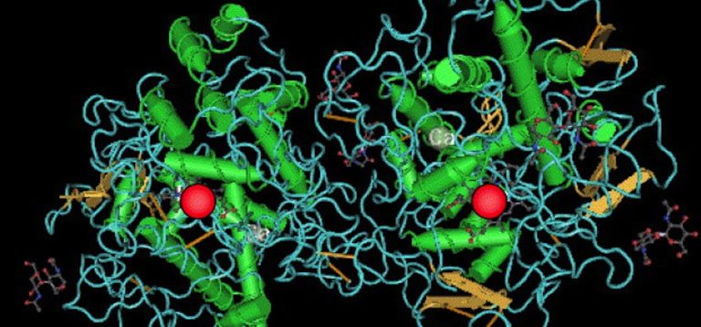 Myeloperoxidase