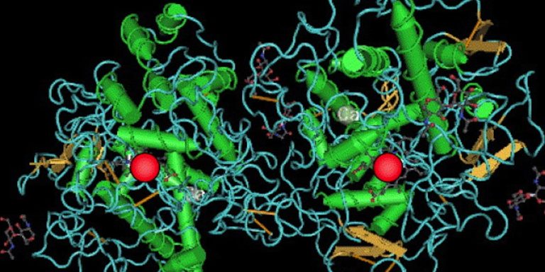 Myeloperoxidase