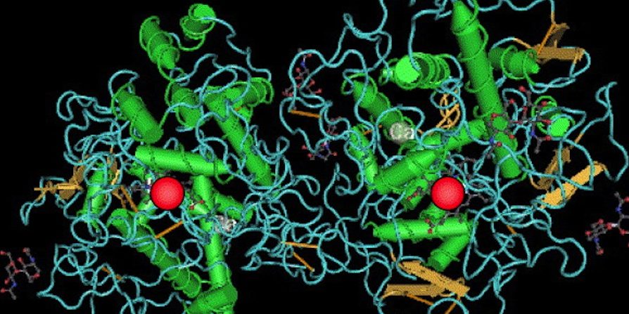 Myeloperoxidase