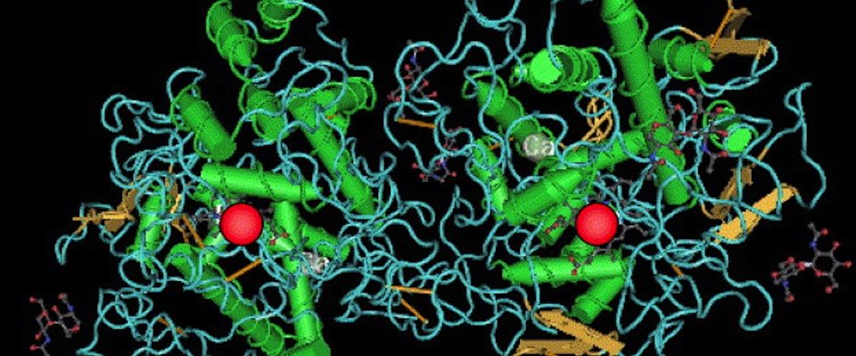Myeloperoxidase
