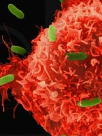 cancer cell