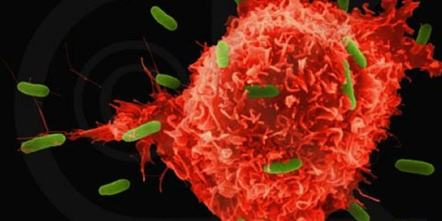 cancer cell
