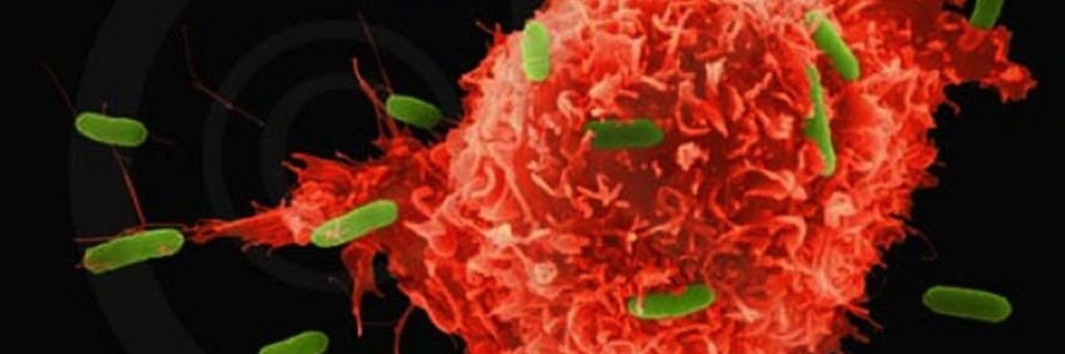 cancer cell