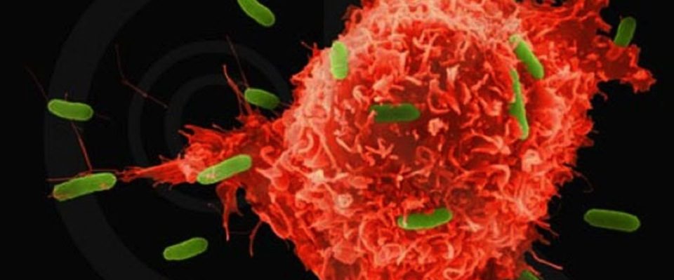 cancer cell