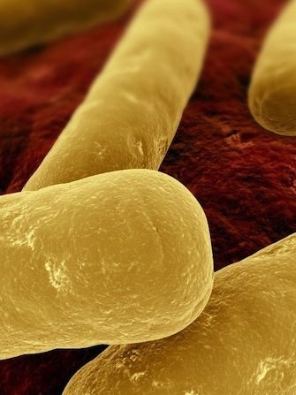 clostridium-difficile