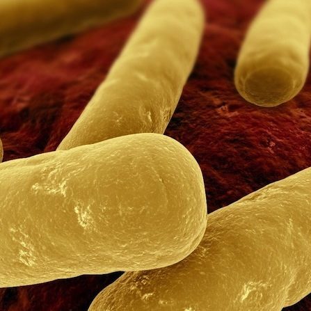clostridium-difficile