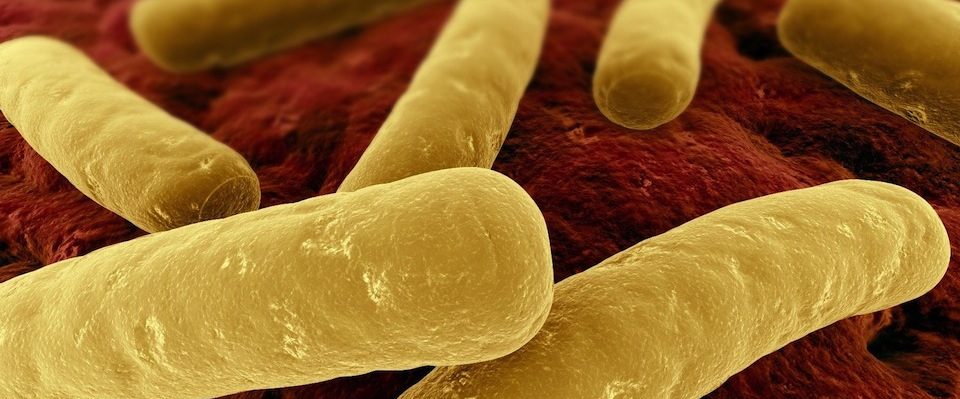 clostridium-difficile
