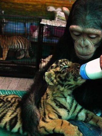 imprinting