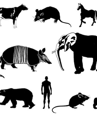 Mammal tree