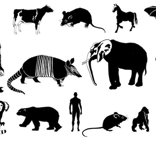Mammal tree