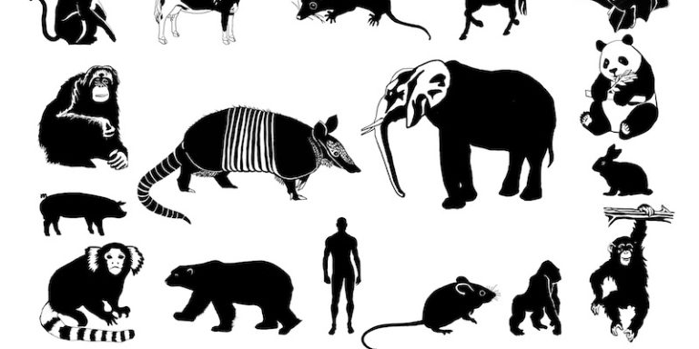 Mammal tree