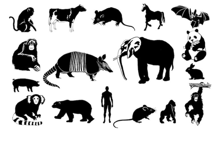 Mammal tree