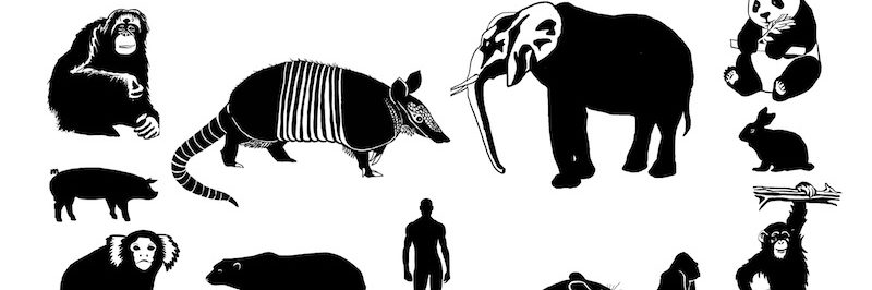 Mammal tree
