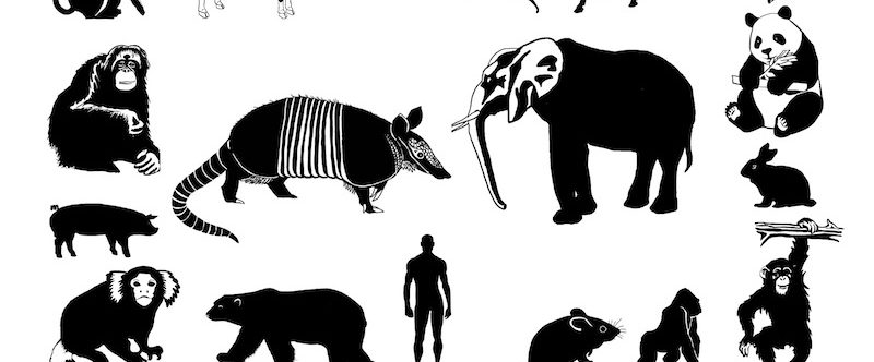 Mammal tree