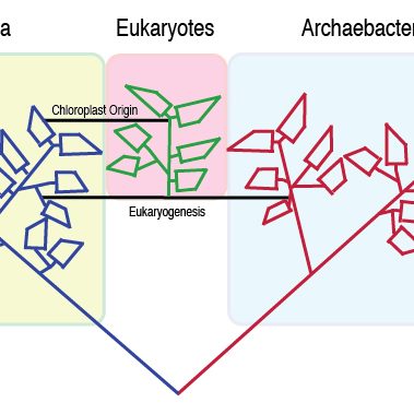 Two of the Rings of Life.