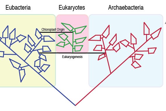 Two of the Rings of Life.