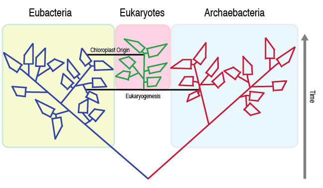 The origin of Eukaryotes and the Ring of Life