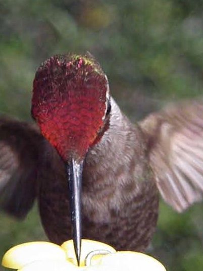 Hummingbird_BlogPic