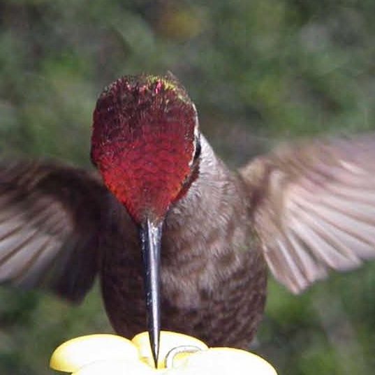 Hummingbird_BlogPic