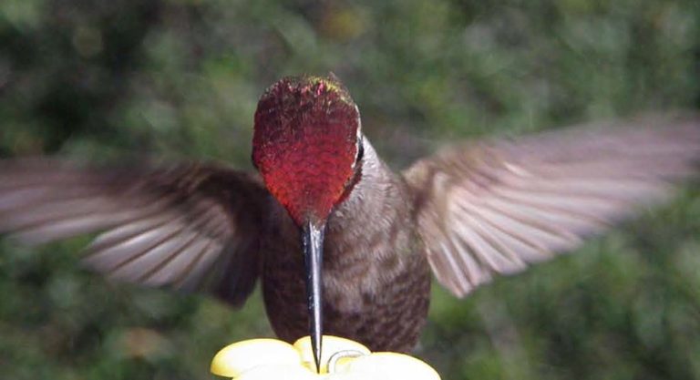 Hummingbird_BlogPic