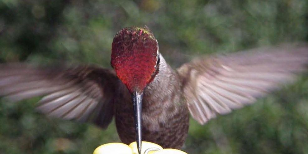 Hummingbird_BlogPic
