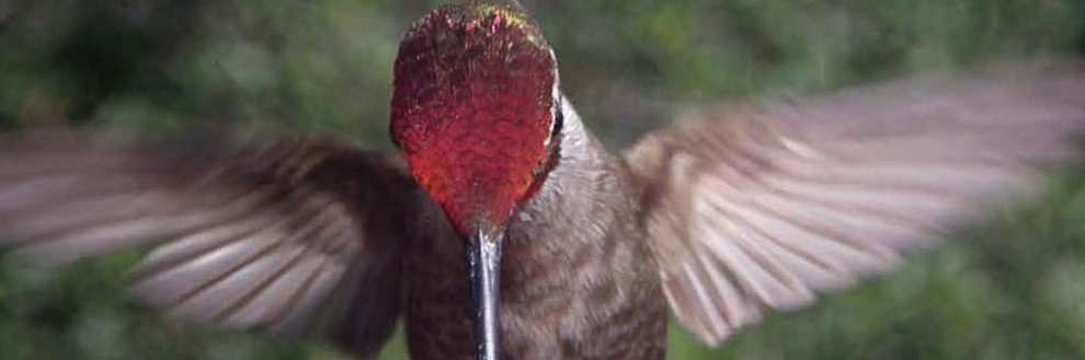 Hummingbird_BlogPic