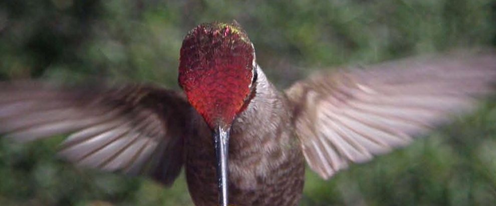 Hummingbird_BlogPic