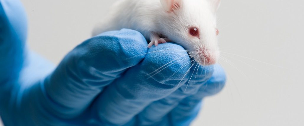 white-mouse-on-blue-gloved-hand-1030×683
