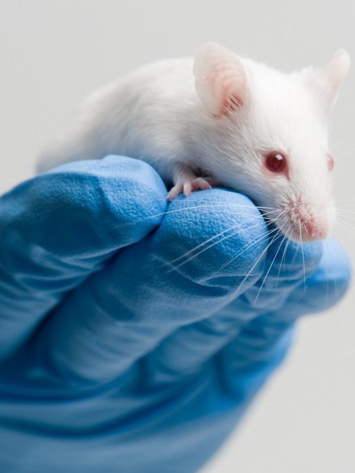 white-mouse-on-blue-gloved-hand-1030×683