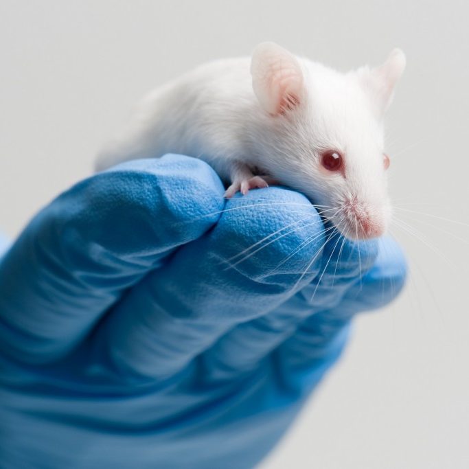 white-mouse-on-blue-gloved-hand-1030×683