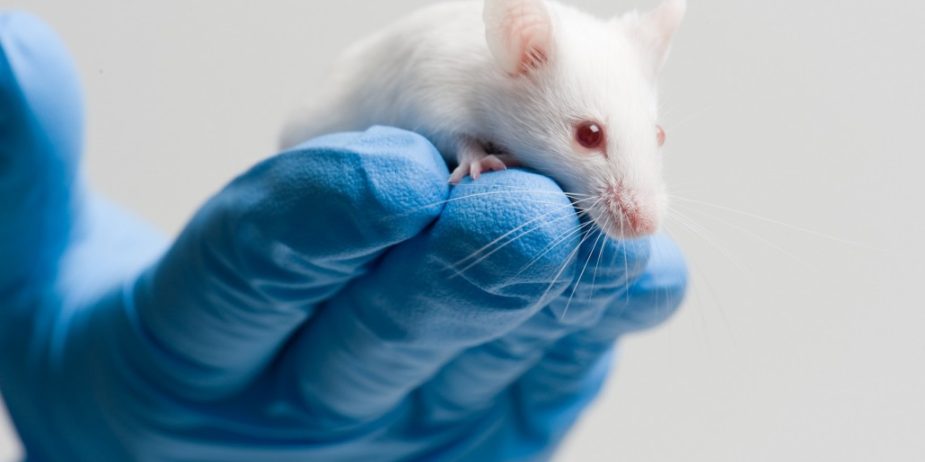 white-mouse-on-blue-gloved-hand-1030×683