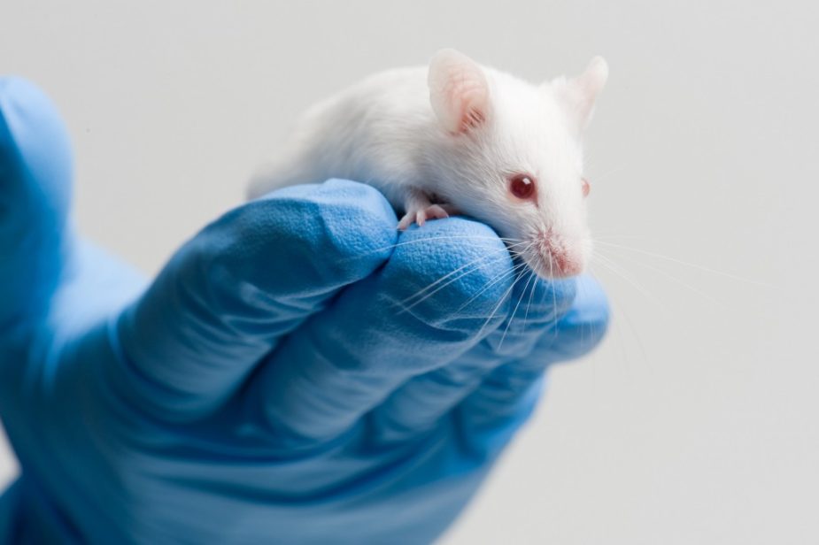 white-mouse-on-blue-gloved-hand-1030×683
