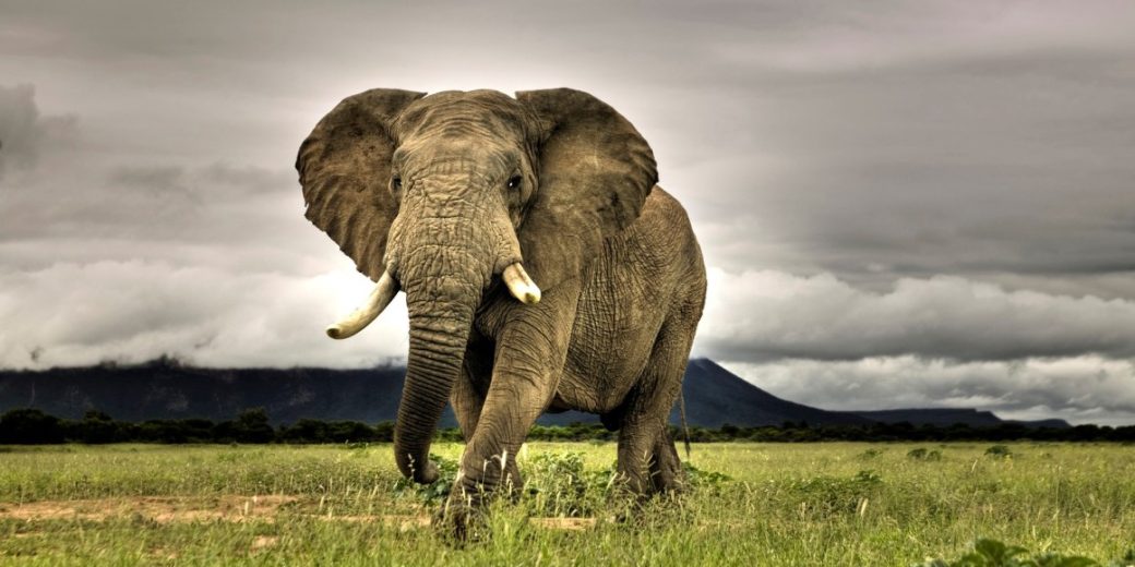 African Elephant Walking on Savanna