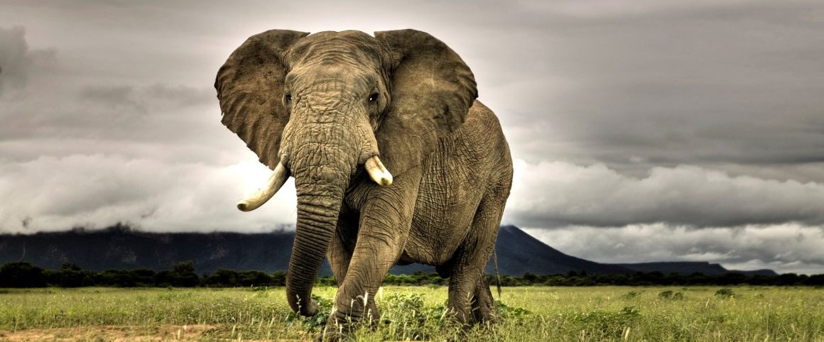 African Elephant Walking on Savanna
