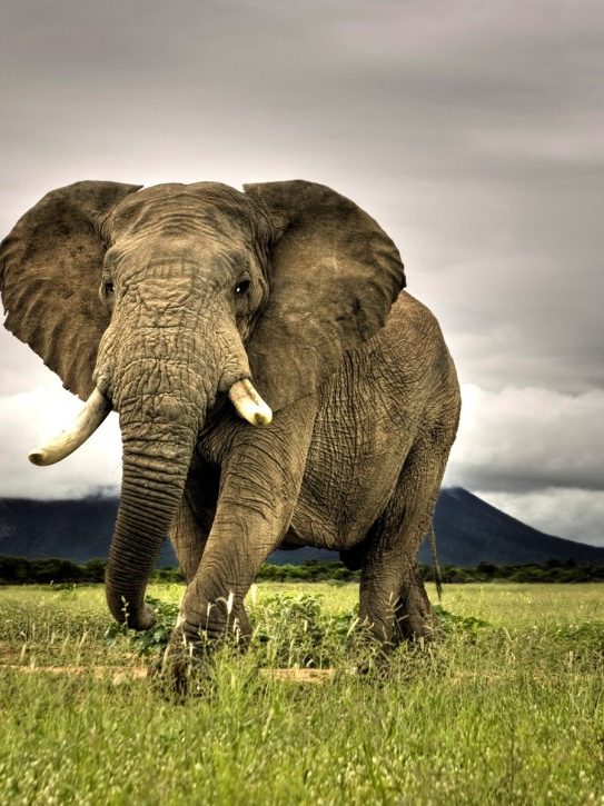 African Elephant Walking on Savanna