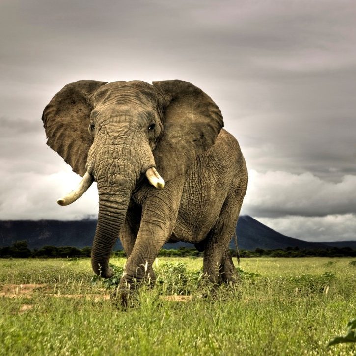 African Elephant Walking on Savanna